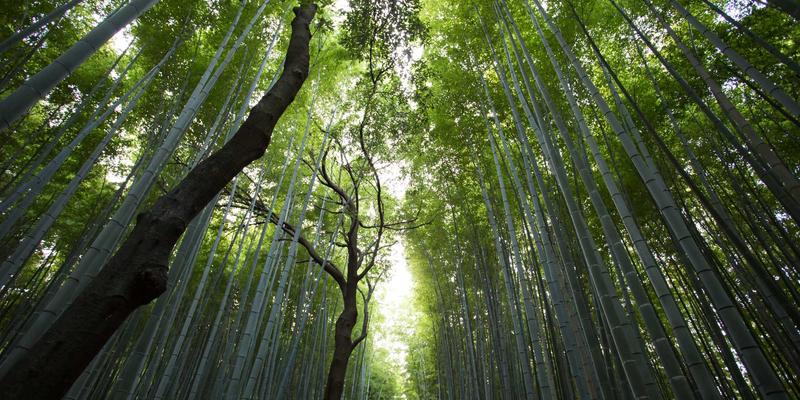 Spring AI企业级应用实战（14）：容器化部署、灰度发布与配置治理