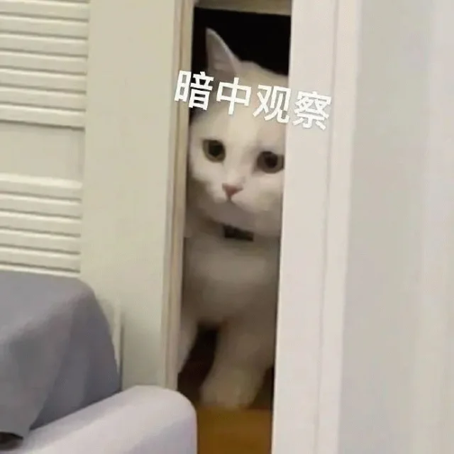 17岁天才少年陈广宇,宣布离开Kimi