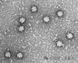 AI造出新病毒了!Science论文实锤,无限自我复制