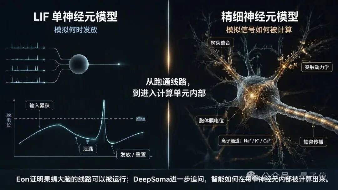 Eon用LIF“上传”果蝇脑,中国团队直接上精细神经元、真实世界和跨身体平台?
